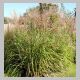 Miscanthus sinensis 'Puenktchen'